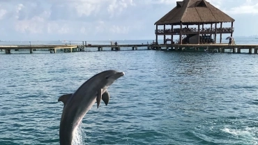 Dolphin Discovery - Encounter Kiss
